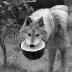 AKASDK Profile Picture